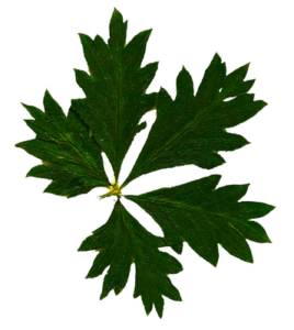 Christine Schrader NatuerlichNah 10 Potentilla argentea