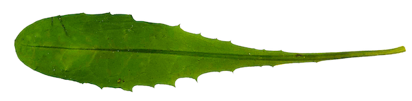 Christine Schrader NatuerlichNah 11 Taraxacum officinalis Christine Schrader NatuerlichNah 11 Taraxacum officinalis