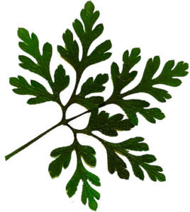 Christine Schrader NatuerlichNah 2 Geranium mantegazzianum e1737565139864