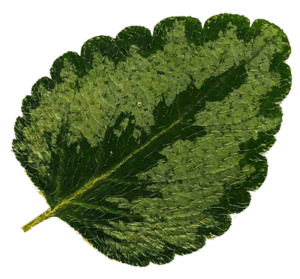 Christine Schrader NatuerlichNah 3 Lamium galeobdolon