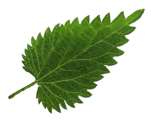 Christine Schrader NatuerlichNah 4 Urtica dioica