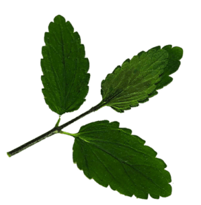 Christine Schrader NatuerlichNah 5 Veronica chamaedrys