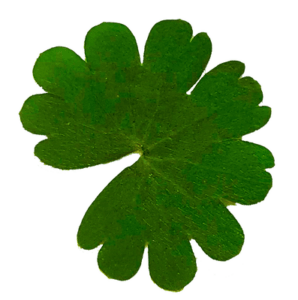 Christine Schrader NatuerlichNah 6 Geranium pusillum