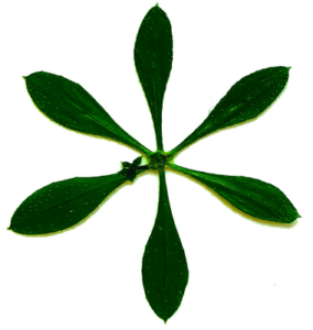 Christine Schrader NatuerlichNah 7 Galium aparine.JPG