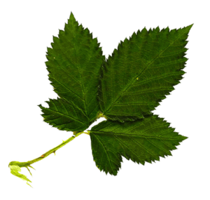 Christine Schrader NatuerlichNah 8 Rubus