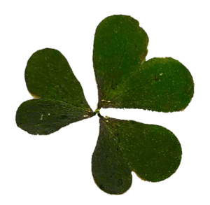 Christine Schrader NatuerlichNah 9 Oxalis acetosella